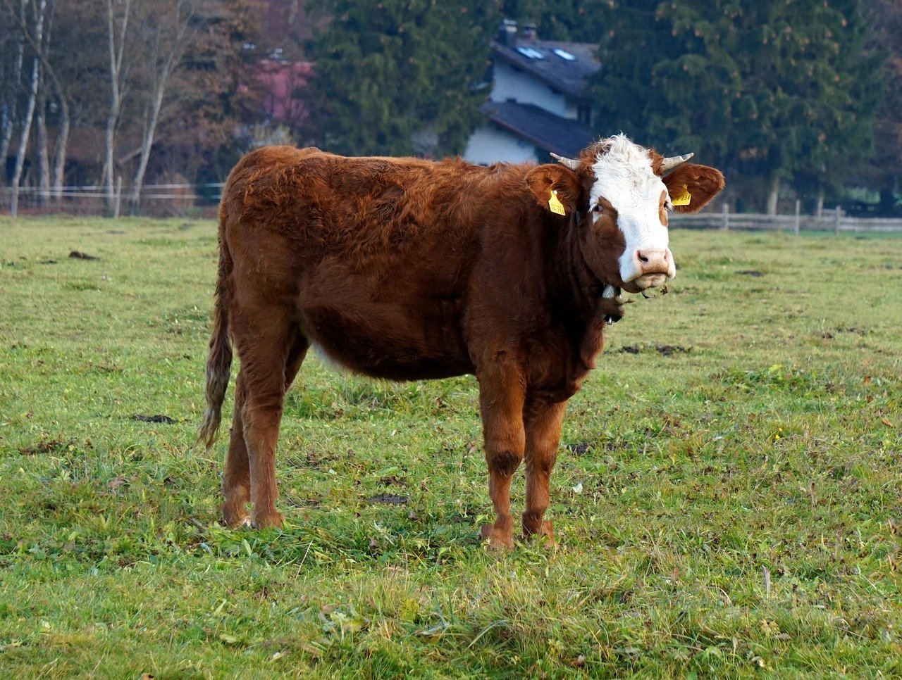 Ferse auf der Weide am Waldrand