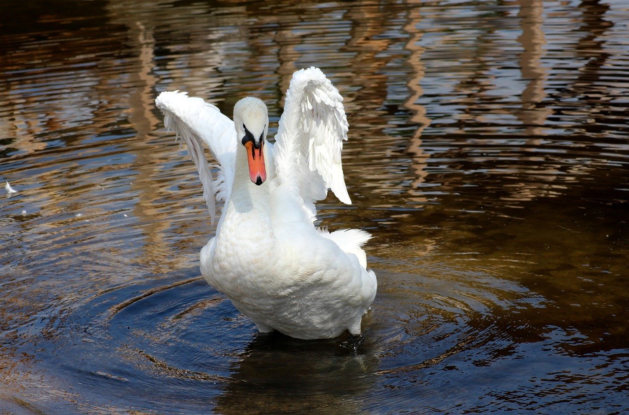 Schwan mit ausgestreckten Flügeln